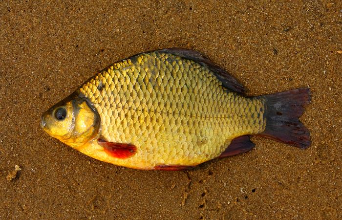 Под Харьковом сетями поймали краснокнижных золотых рыб