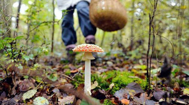Пара из Харьковской области отравилась ядовитыми грибами