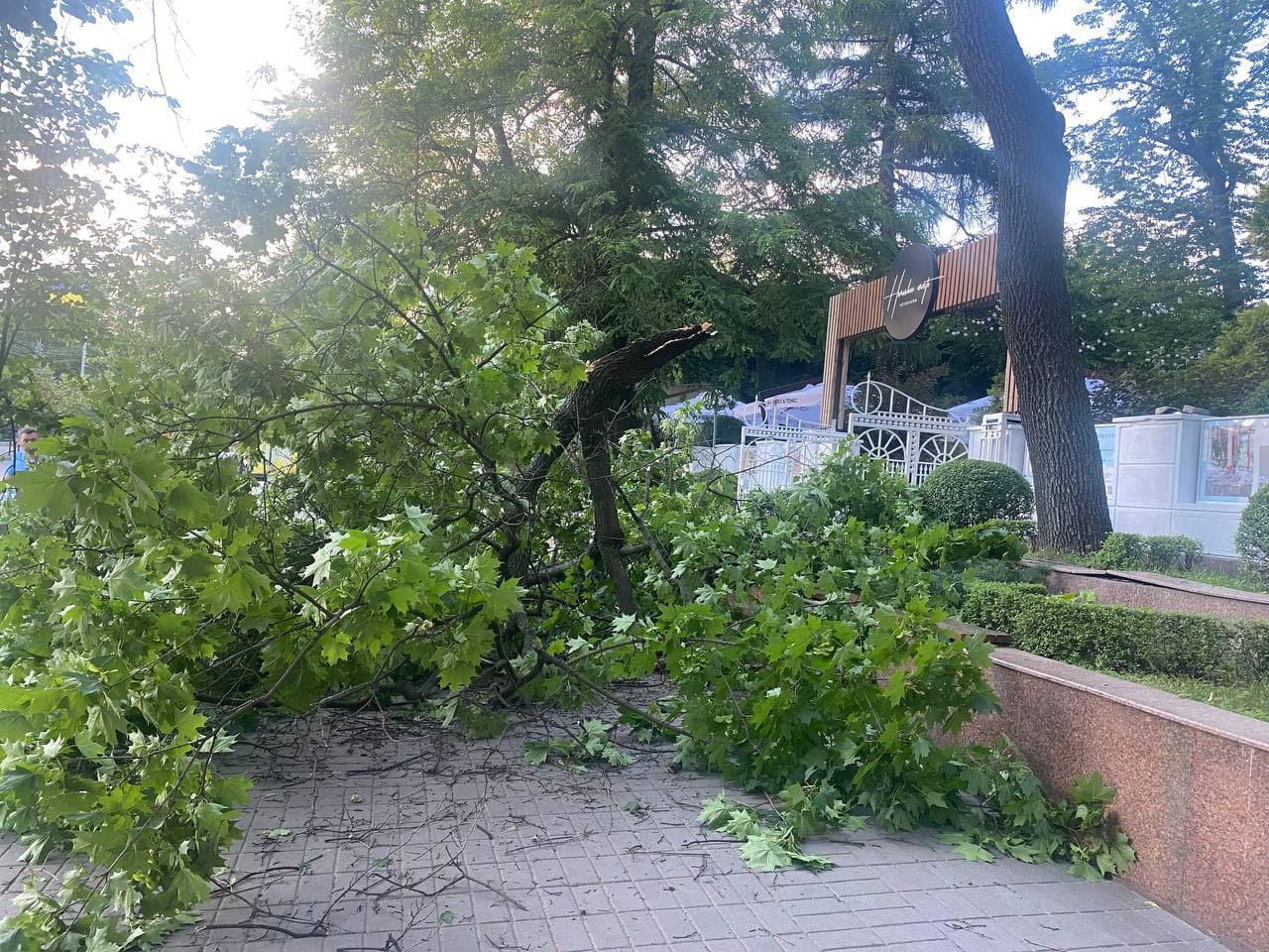 Посреди Сумской рухнуло дерево (фото)