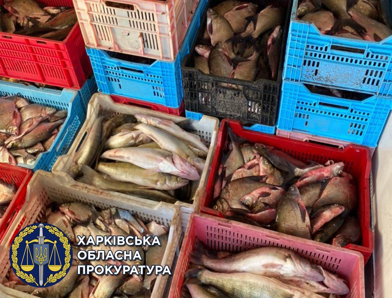 Под Харьковом браконьеры ежедневно ловили тонны рыбы и продавали ее в супермаркеты