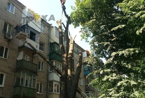 В Харькове огромное дерево рухнуло на жилой дом (видео)