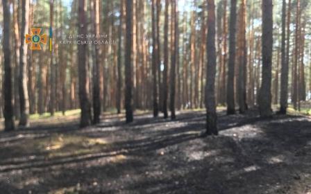 В Безлюдовке произошел лесной пожар