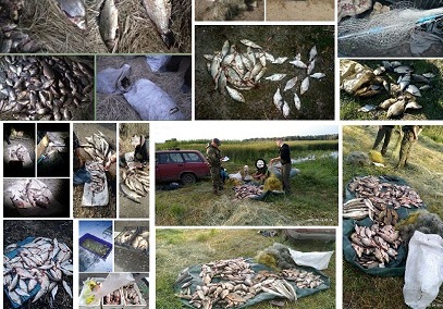С рынков Харьковской области изъяли сотни тонн рыбы