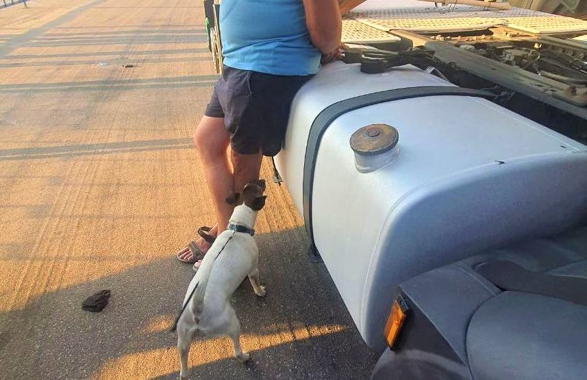Под Харьковом водитель пытался съесть наркотики, когда его выследила служебная собака