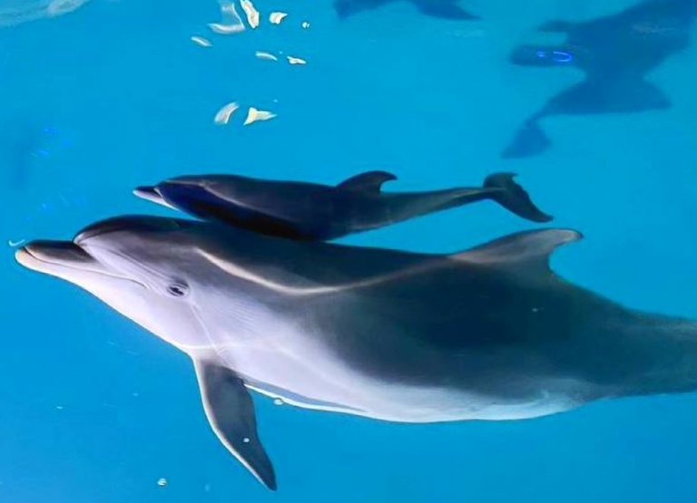 В Харьковском дельфинарии – пополнение (фото)