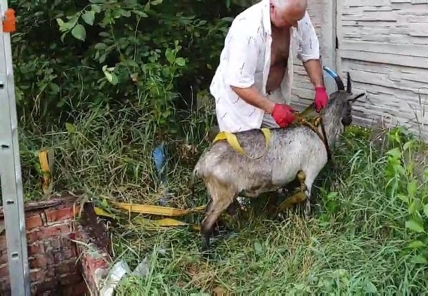 Доставали четверо спасателей: в Харькове из выгребной ямы вытащили козу (видео)