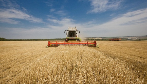Как холодная дождливая весна повлияла на урожайность зерновых в Харьковской области