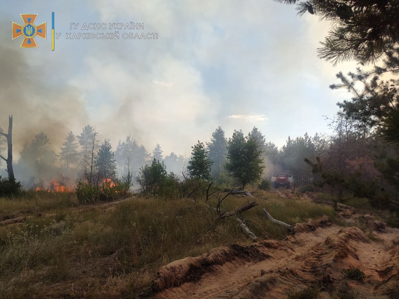 В Харьковской области горят леса (фото)