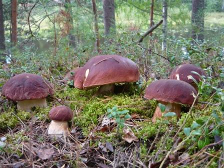 Несли на руках по горам три километра. Харьковчанка отравилась грибами в Карпатах