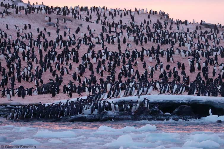 Харьковчане стали свидетелями столпотворения пингвинов (фото)