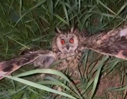Посреди парка в Харькове в траве нашли сову (видео)