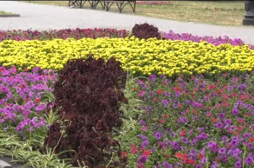 На ХТЗ высадят рекордное количество цветов