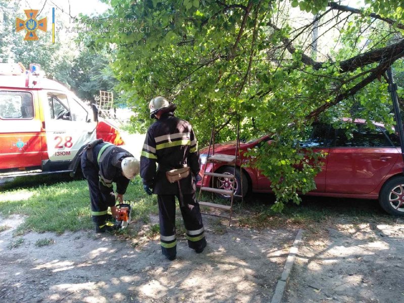 В Изюме дерево рухнуло на автомобиль