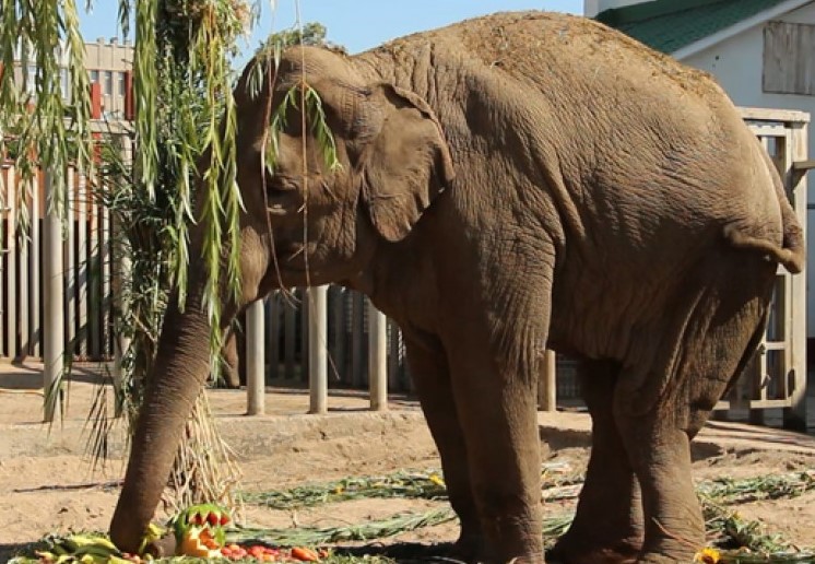В Харьковском зоопарке умерла слониха