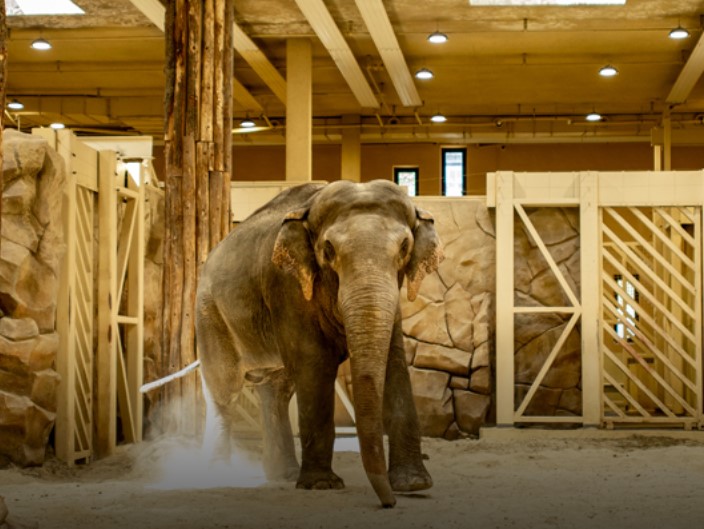 История о слонихе Тэнди: директор Харьковского зоопарка рассказал о ее последних днях жизни