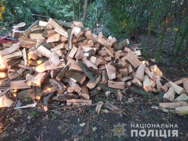 "Черные лесорубы" в деле: под Харьковом уничтожены ценные породы деревьев (фото)