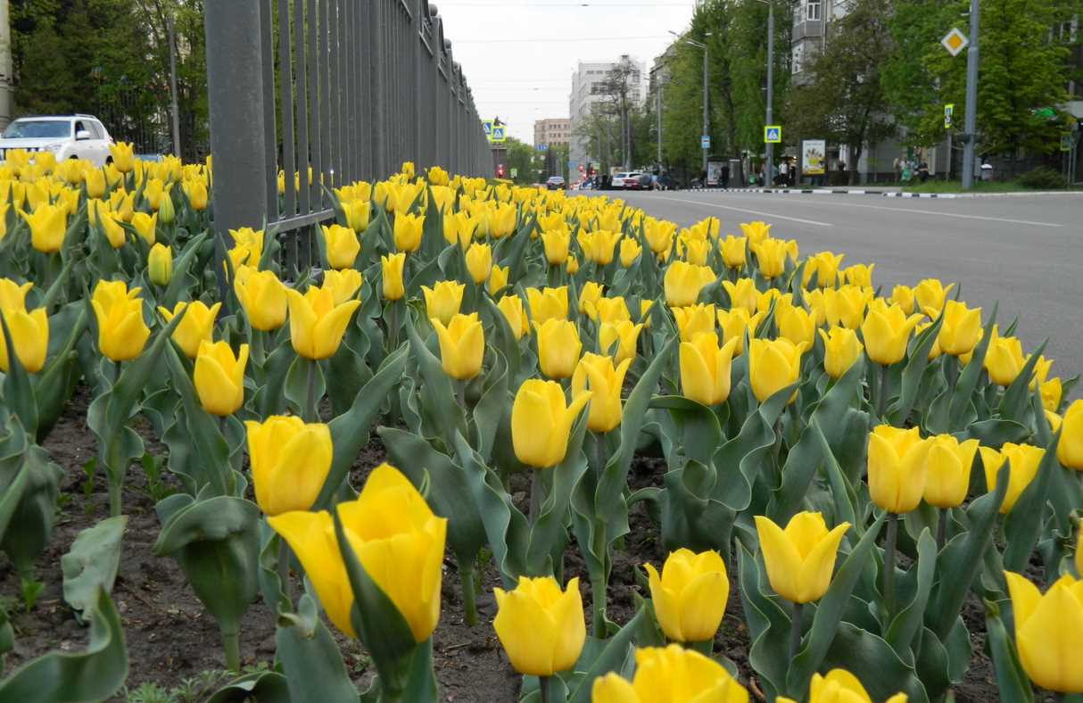 Приближаемся к двум миллионам: в Харькове высадили рекордное количество цветов