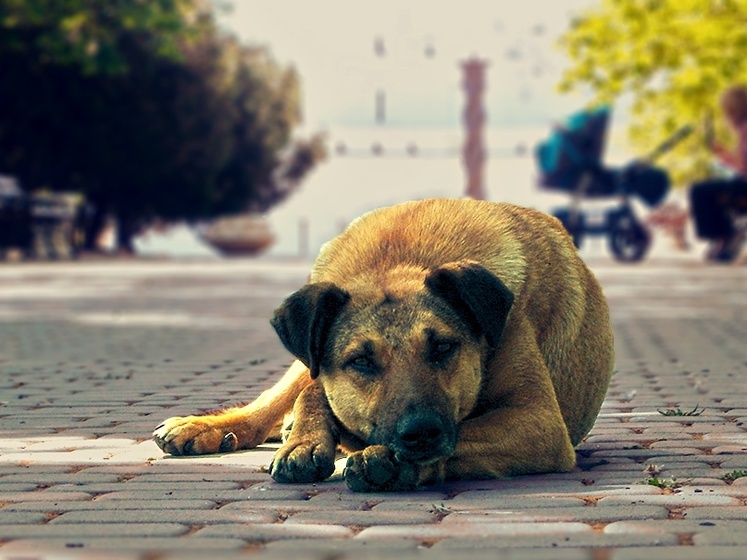 В Лозовой отлавливают бездомных животных