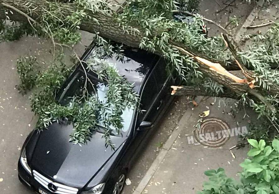 В Харькове большое дерево рухнуло на "Мерседес"