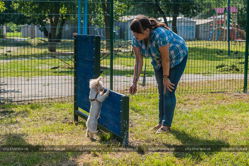 Харьковчане просят сделать вместо пустыря площадку для выгула собак