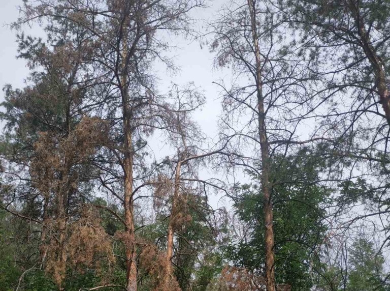 Жители бьют тревогу: возле Изюма гибнет уникальный лес