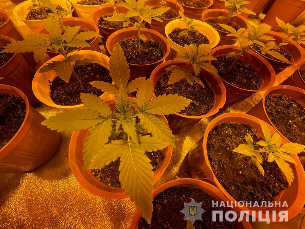 В Харькове иностранец снял дом, чтобы выращивать элитные сорта конопли
