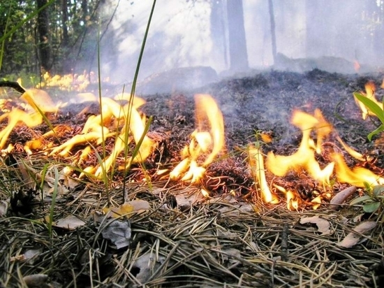 Под Харьковом в траве нашли обгоревшее тело мужчины