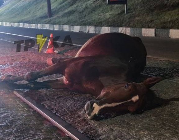 В Харькове машина насмерть сбила лошадь (фото, видео)