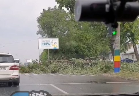 На Салтовке на дорогу рухнуло дерево (видео)