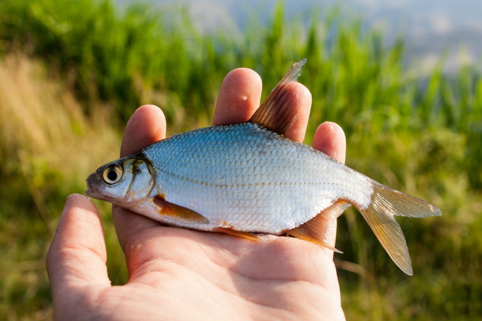 На Печенежском водохранилище нелегально вылавливали рыбу