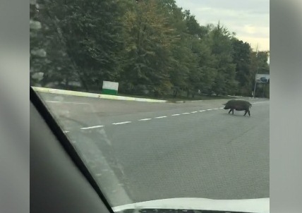 По Белгородскому шоссе прогуливался кабан