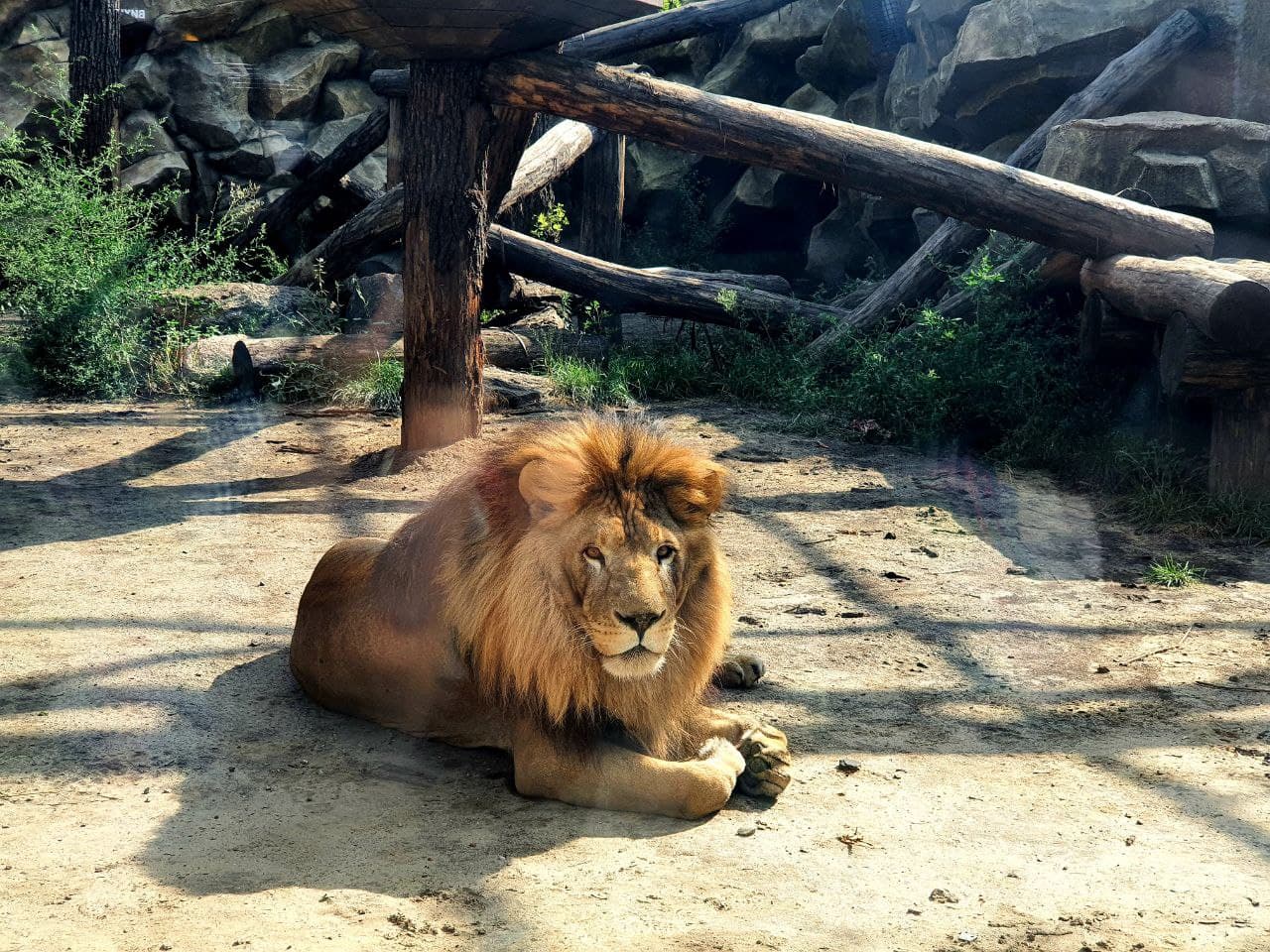В Харьковском зоопарке лев отметил день рождения (видео)