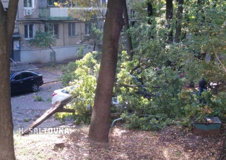 В Харькове дерево рухнуло на автомобили