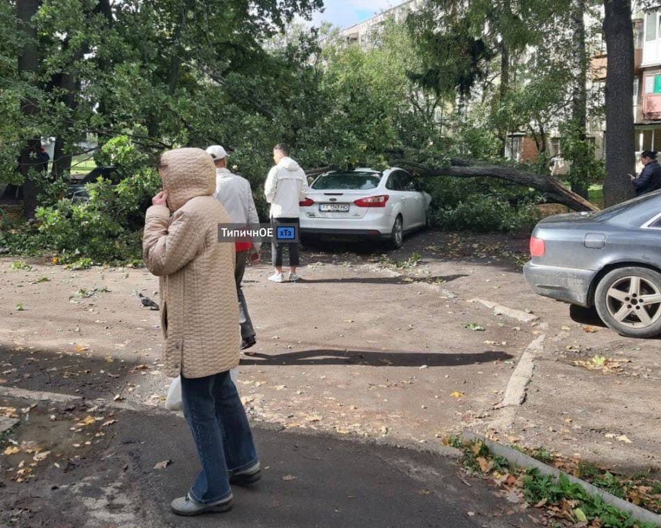 На Новых домах дерево рухнуло на машины (фото)