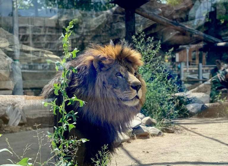 В Харьковский зоопарк привезут новых животных: каких именно