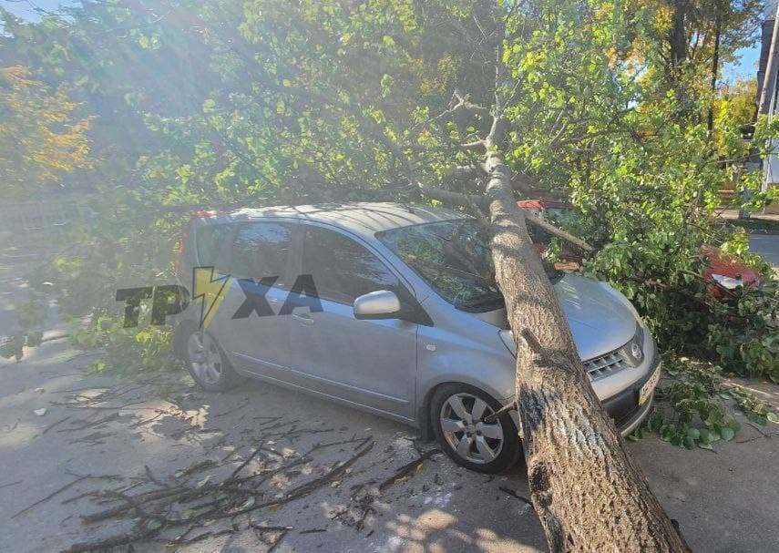На Деревянко большое дерево рухнуло на машины