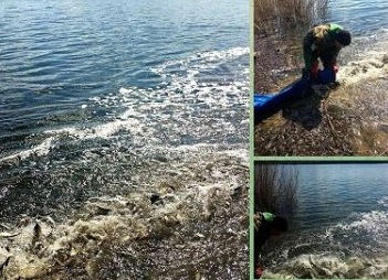 В водоем под Харьковом выпустили тысячи толстолобиков, карпов и белых амуров