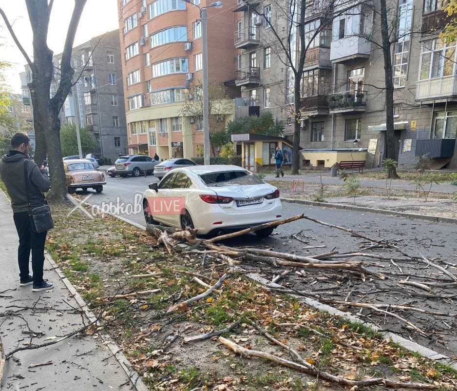 В центре Харькова ветка дерева рухнула на машину (фото)