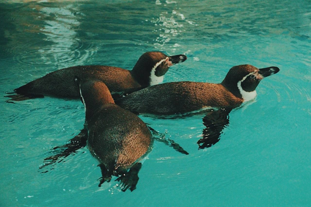 В Харькове впервые в истории появились пингвины
