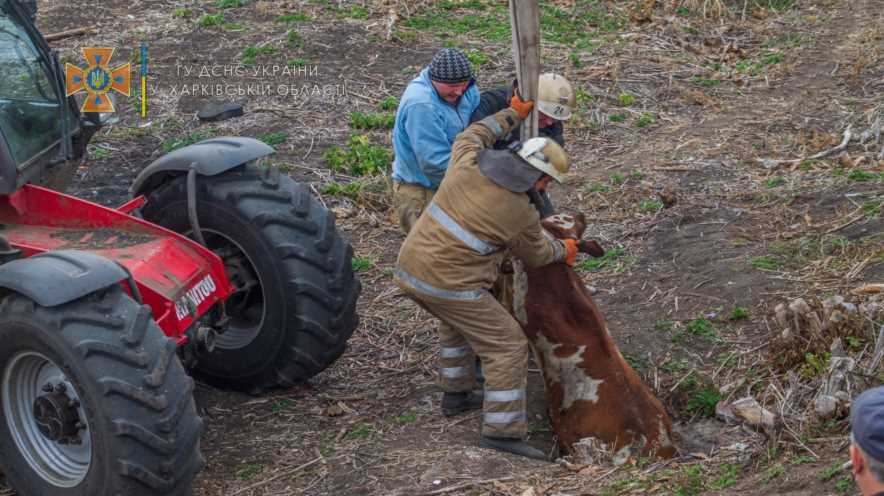 В Лозовском районе спасатели достали из колодца теленка