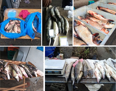 С харьковских рынков массово изымают рыбу