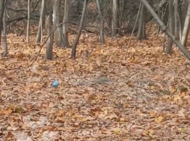 В лесу на Алексеевке заметили попугая (видео)