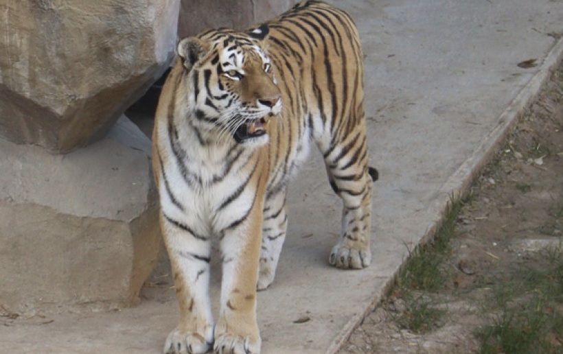 В Харьковском зоопарке появился тигр
