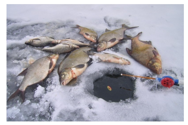 Где запрещено рыбачить: появилась онлайн-карта зимовальных ям Харьковской области
