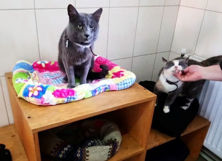 Харьковчане могут наблюдать за жизнью котов из приюта