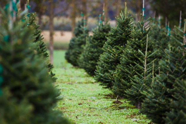 Готовимся к Новому году: сколько елок срубят в этом году для харьковчан