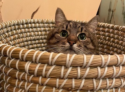 Харьковский кот попал в Instagram Бритни Спирс (фото)