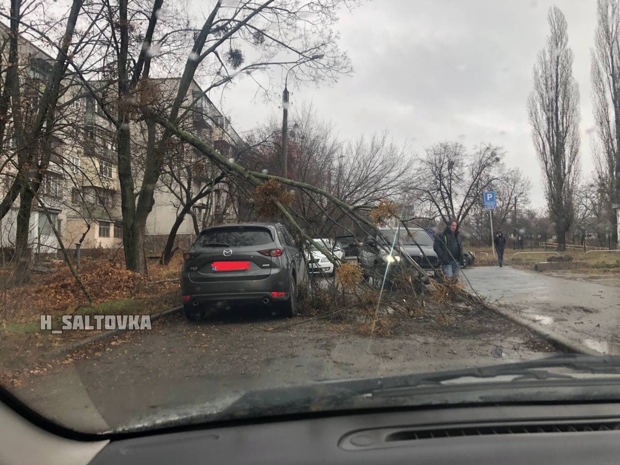 На Салтовке дерево рухнуло на машину