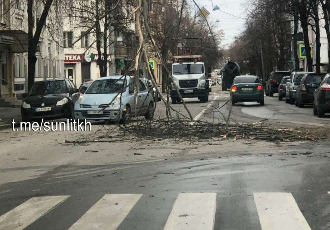 В центре Харькова дерево упало на проезжую часть