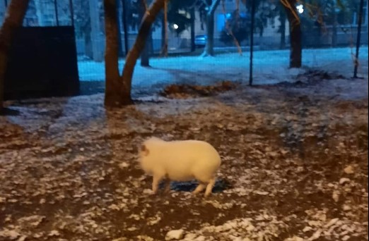 В Харькове по улицам бегал домашний поросенок (фото, видео)
